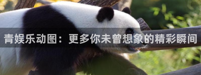 极悦平台怎么下载：青娱乐动图：更多你未曾想象的精彩瞬间